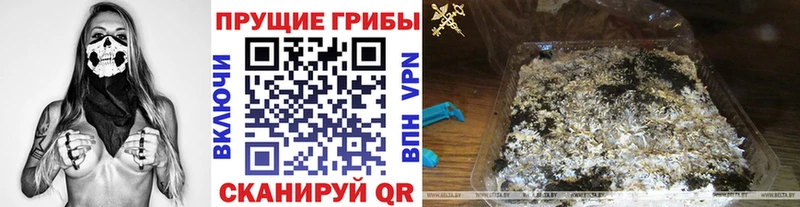 Галлюциногенные грибы Psilocybe  Саки 